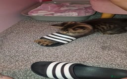 Maine Coon cats for sale: Maine coon cross kitten - Image 6