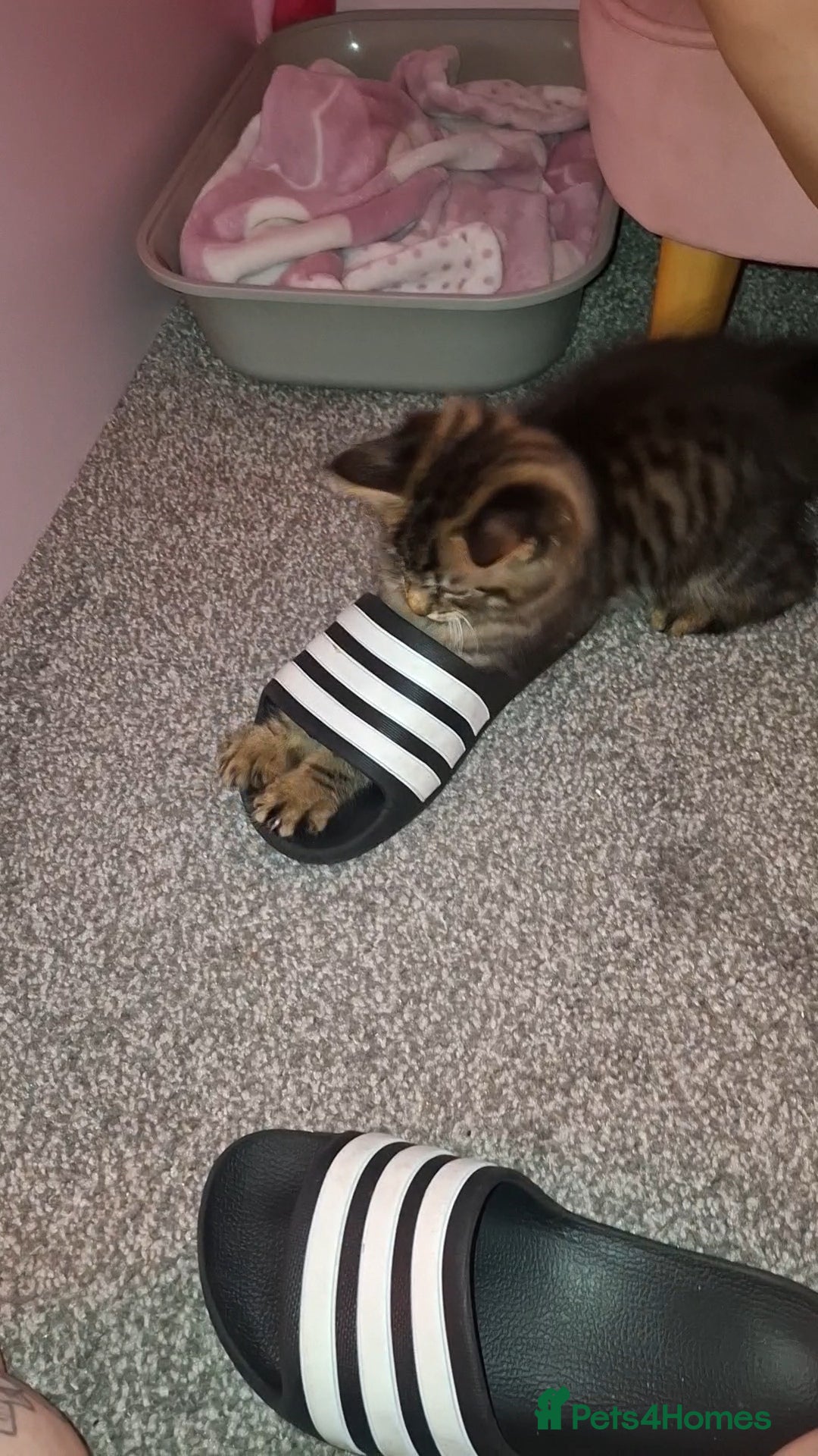 Maine Coon cats for sale: Maine coon cross kitten - Image 6