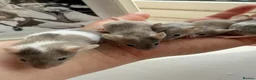 Mouse rodents for sale: Young Mice smooth haired mixed colours fancy mice - Advert 3