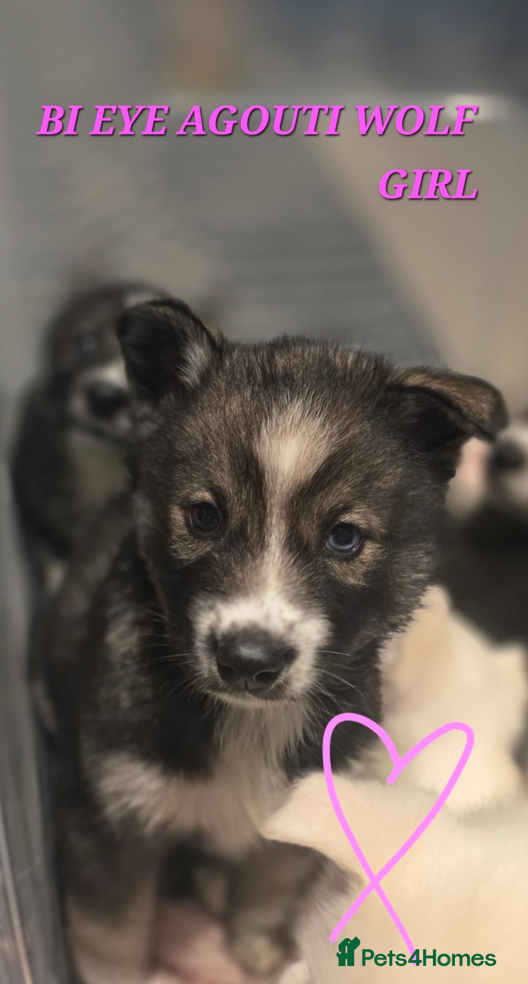 Siberian Husky dogs Pedigree Husky pups - Advert 1