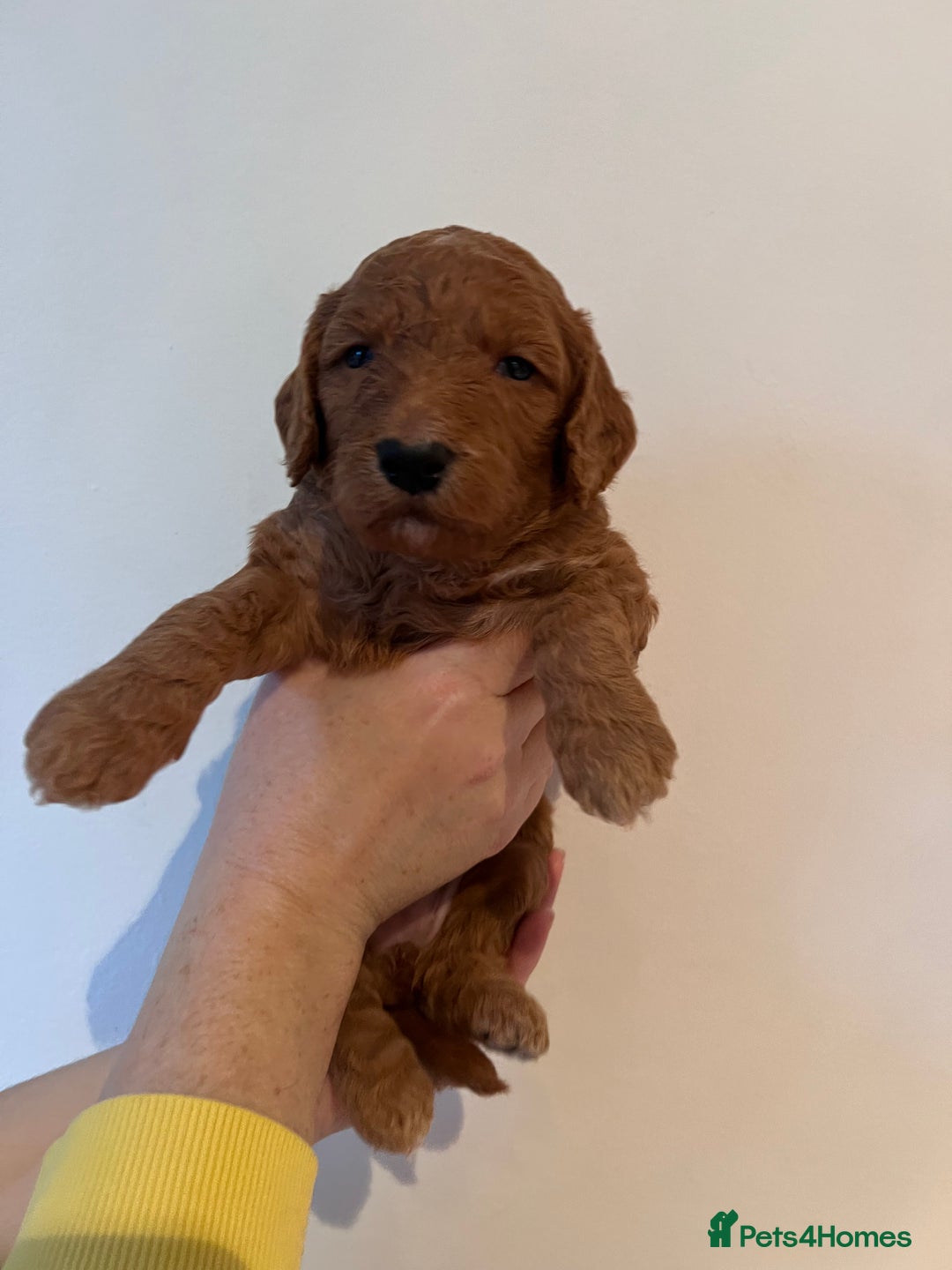Cockapoo dogs for sale: Apricot F1B Cockapoo puppies - Advert 20
