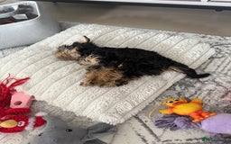 Yorkshire Terrier dogs for sale: Adorable Yorkshire Terrier Puppy for Sale - Image 13