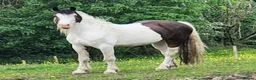 Other Breed horses for sale: Stunning fresian x cob for sale in Dunfermline - Advert 8