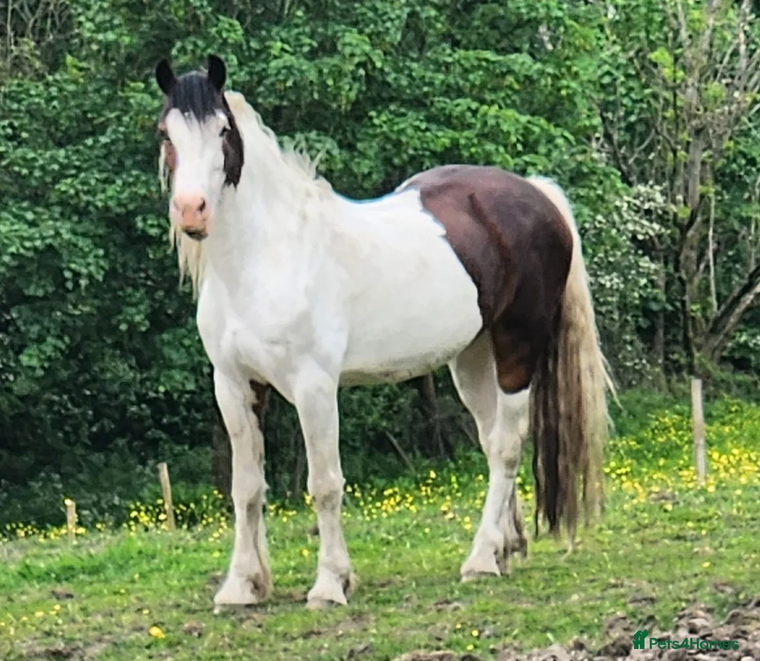 Other Breed horses for sale: Stunning fresian x cob for sale in Dunfermline - Advert 8