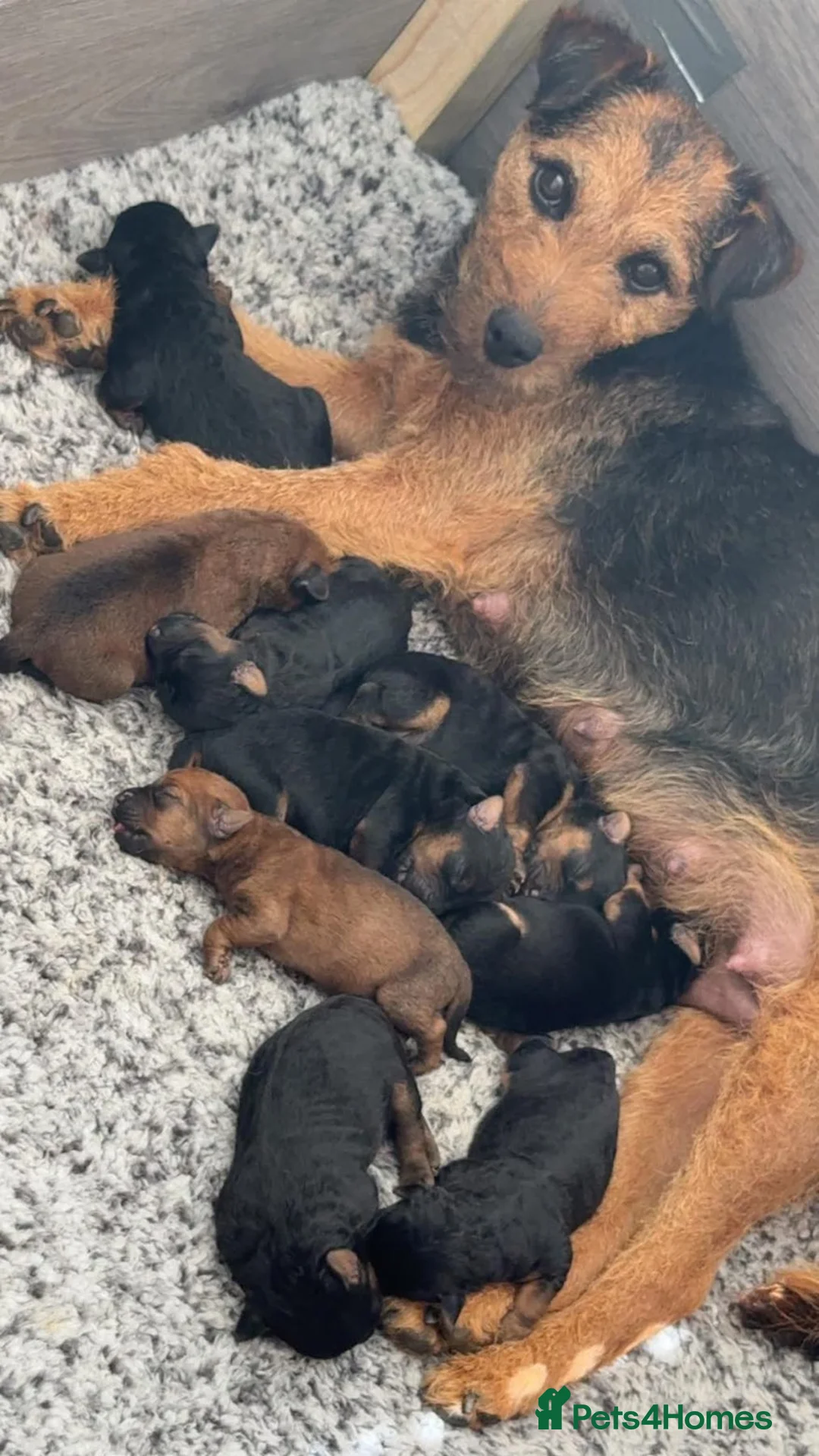 Lakeland Terrier dogs for sale: 6 lakeland terriers puppies in Dalry - Advert 2