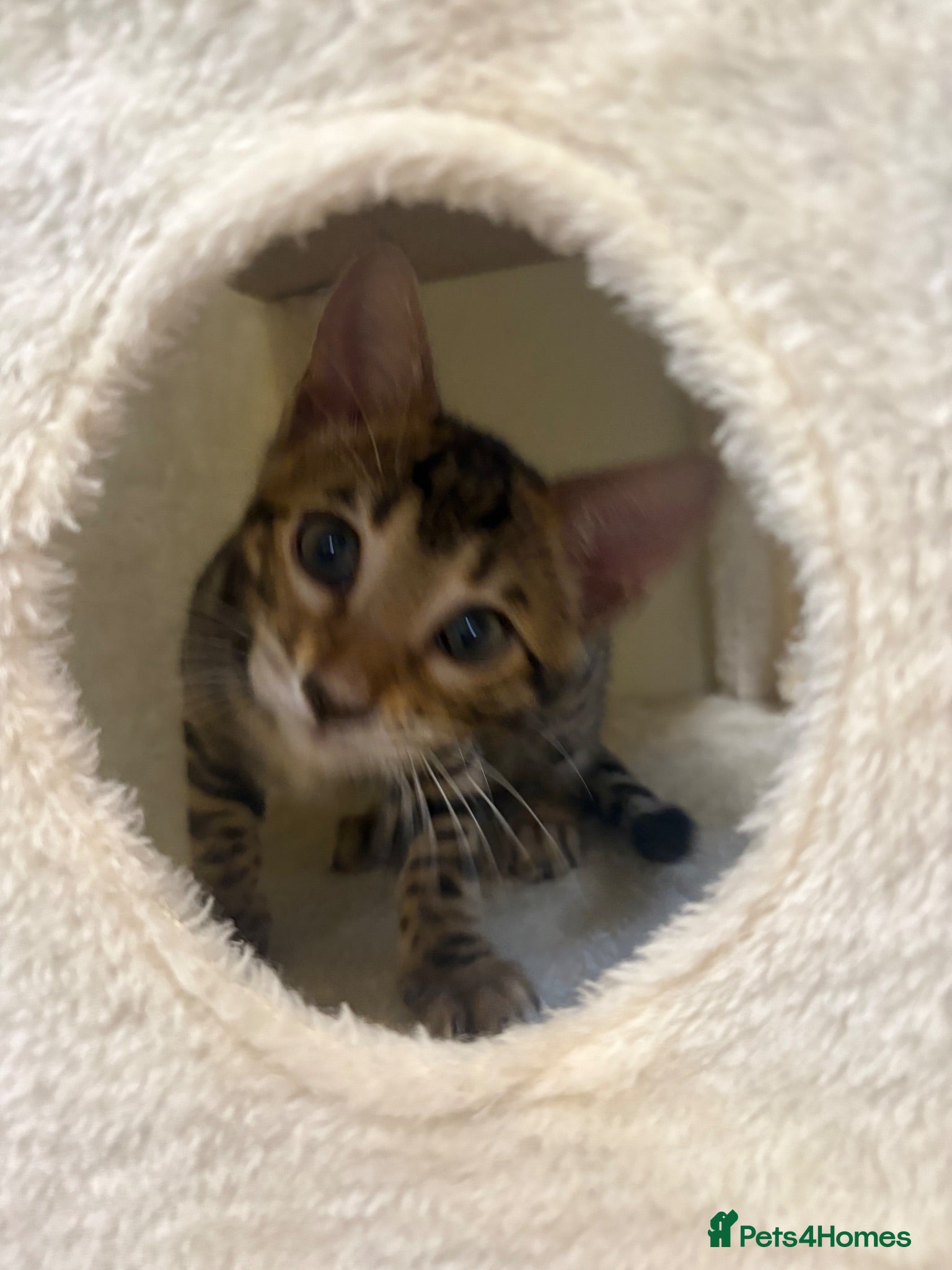 Bengal cats Beautiful Bengal kitten 🐾❤️ - Advert 1