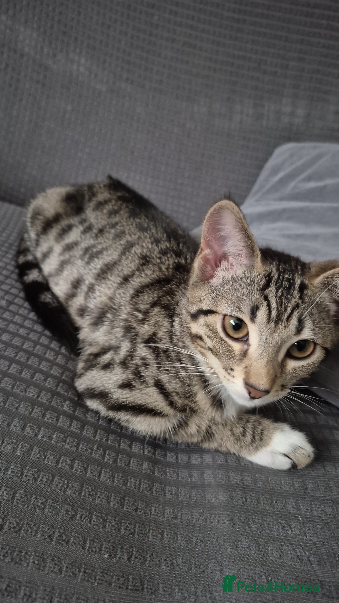 Mixed Breed cats for sale: Male and female ready for new home - Advert 4