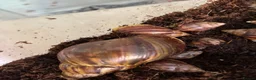 Snails invertebrates for sale: Giant African albino land snails  - Advert 10