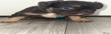 Puppy 1 Billy 💚 blue & tan visual fluffy