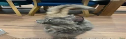 Maine Coon cats for sale: Full 💯 European Maine coons kittens - Advert 26