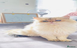 British Longhair cats for stud: 🐾🐾🐱Pretty boy looking for a girl 🐱🐾🐾 in Luton - Image 4