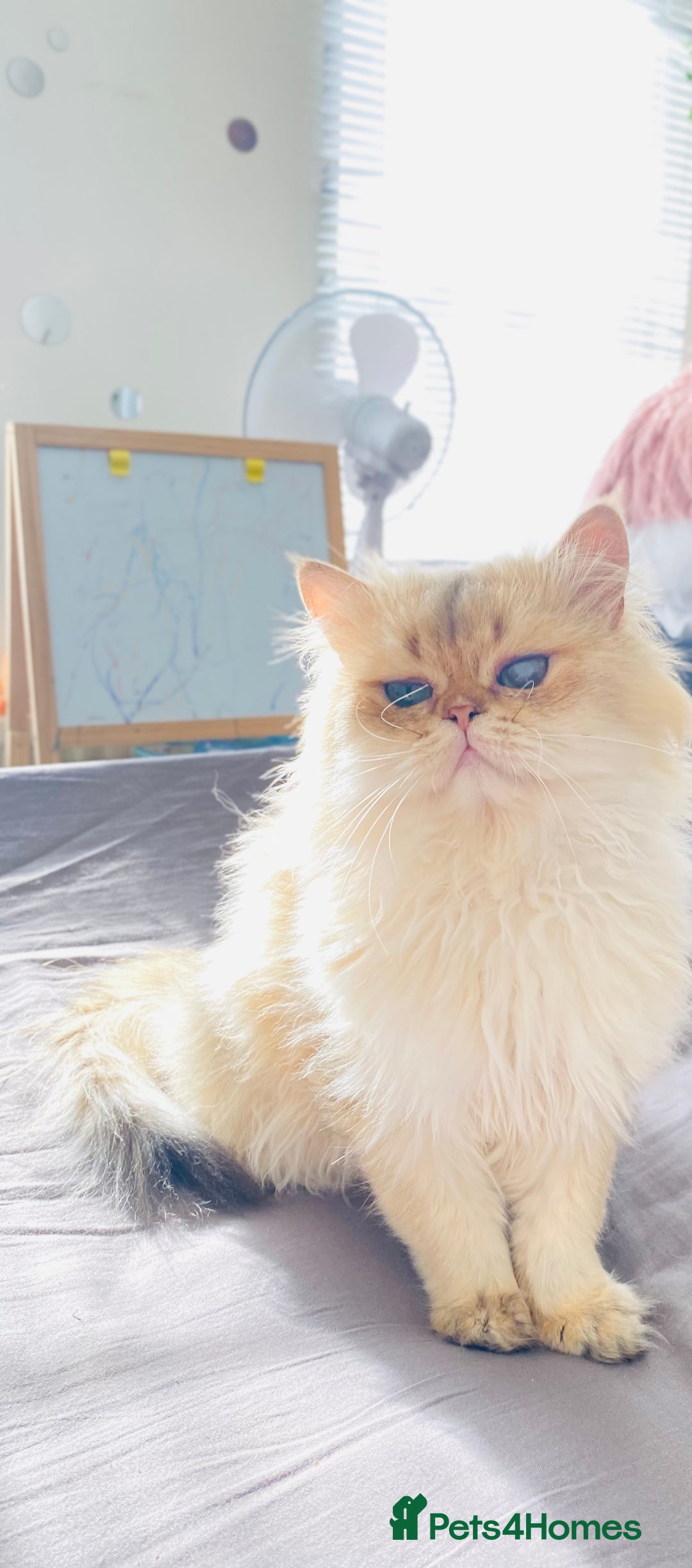 British Longhair cats for stud: 🐾🐾🐱Pretty boy looking for a girl 🐱🐾🐾 in Luton - Image 4