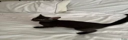 Mixed Breed cats for sale: 4 Beautiful kittens looking for Loving Homes in Bradford - Advert 14