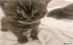 British Shorthair cats for sale: 2x british short hair kittens for sale - Image 7