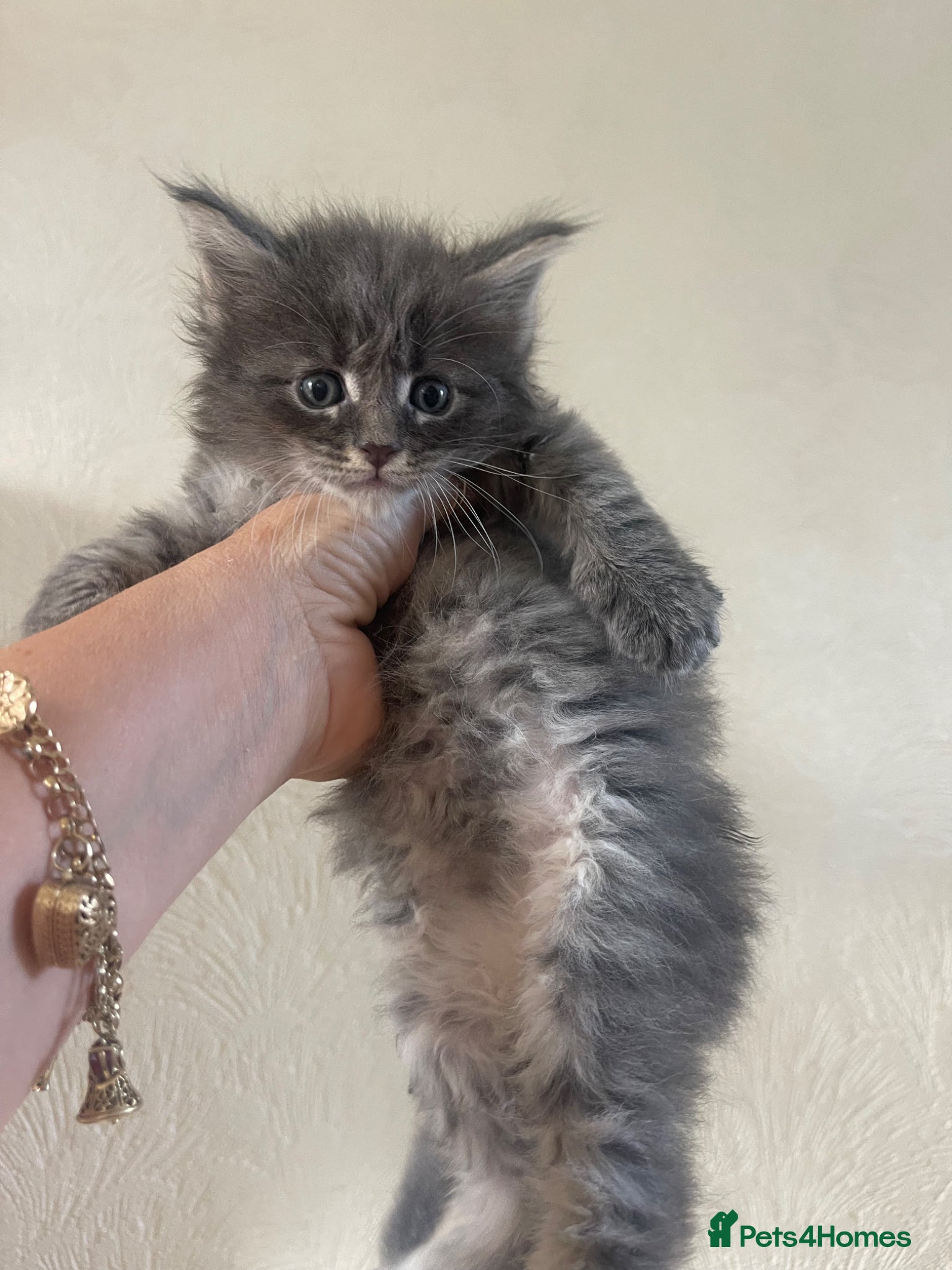 Maine Coon cats Maine Coon boy - Advert 6
