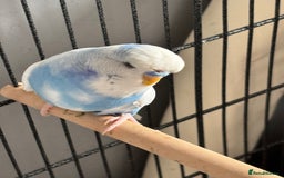 Budgerigars birds for sale: Budgies for sale  - Image 6