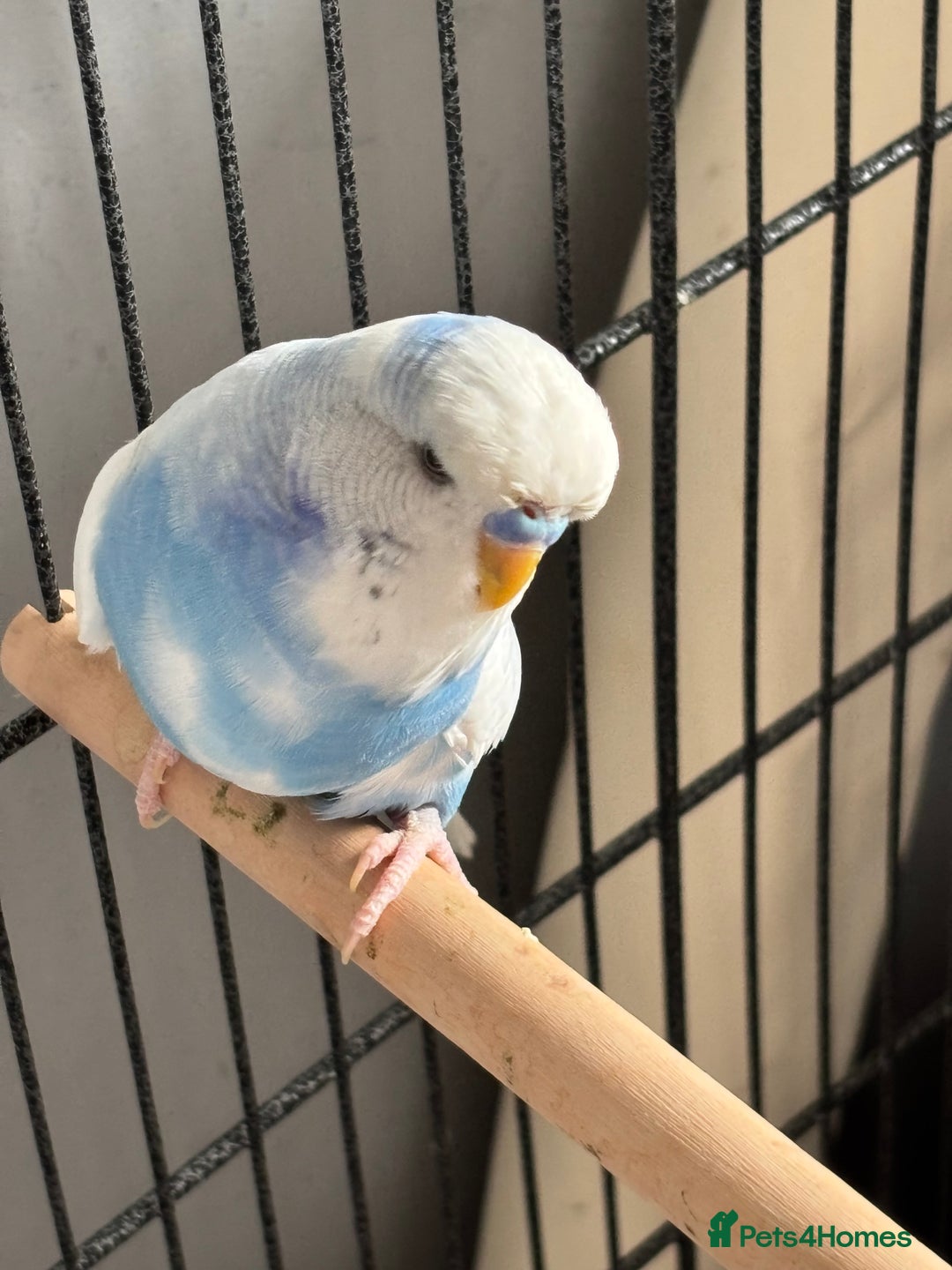 Budgerigars birds for sale: Budgies for sale  - Image 6