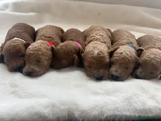Cavapoo dogs 5 star licensed Cavapoo home breeder wait list - Advert 12