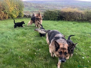 German Shepherd dogs - Advert 16