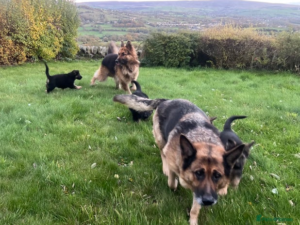 German Shepherd dogs - Advert 1