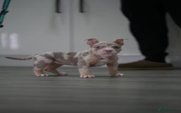 American Bully dogs for sale: Mirco bully- perfect and ready to go.  - Advert 9