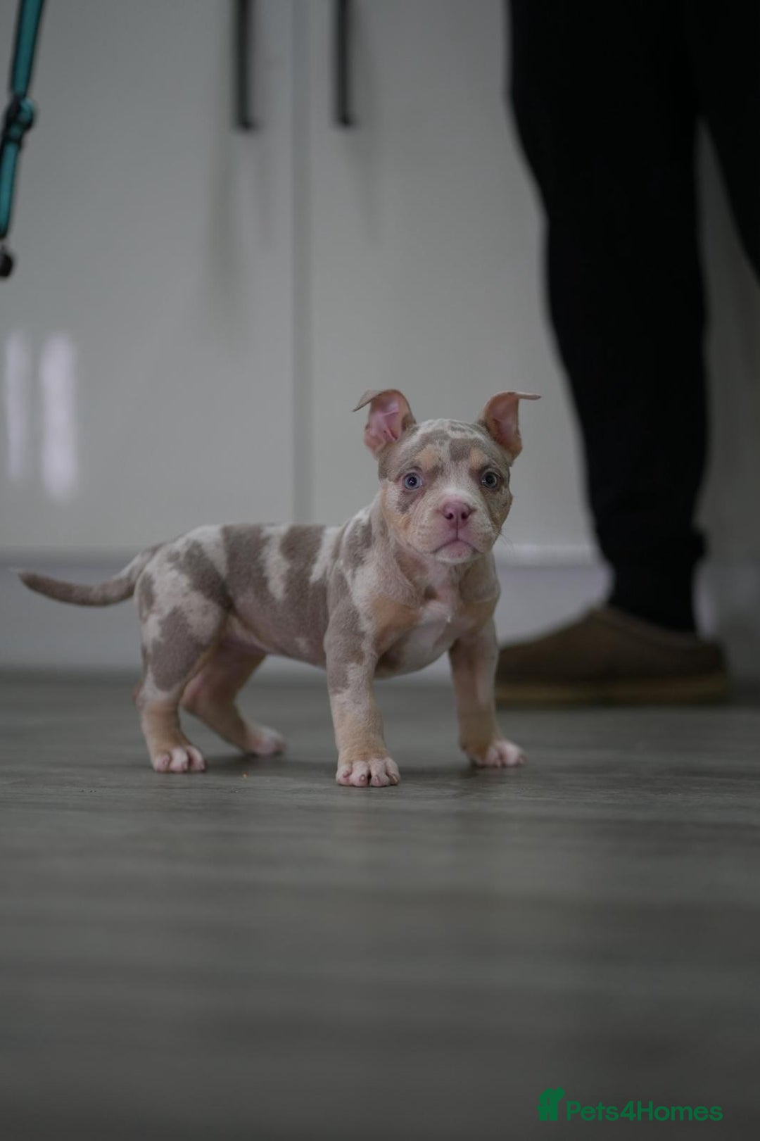 American Bully dogs for sale: Mirco bully- perfect and ready to go.  - Advert 9