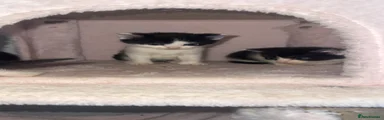 Mixed Breed Kitten 2