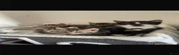 Mixed Breed cats for sale: Mixed breed kittens - Advert 2