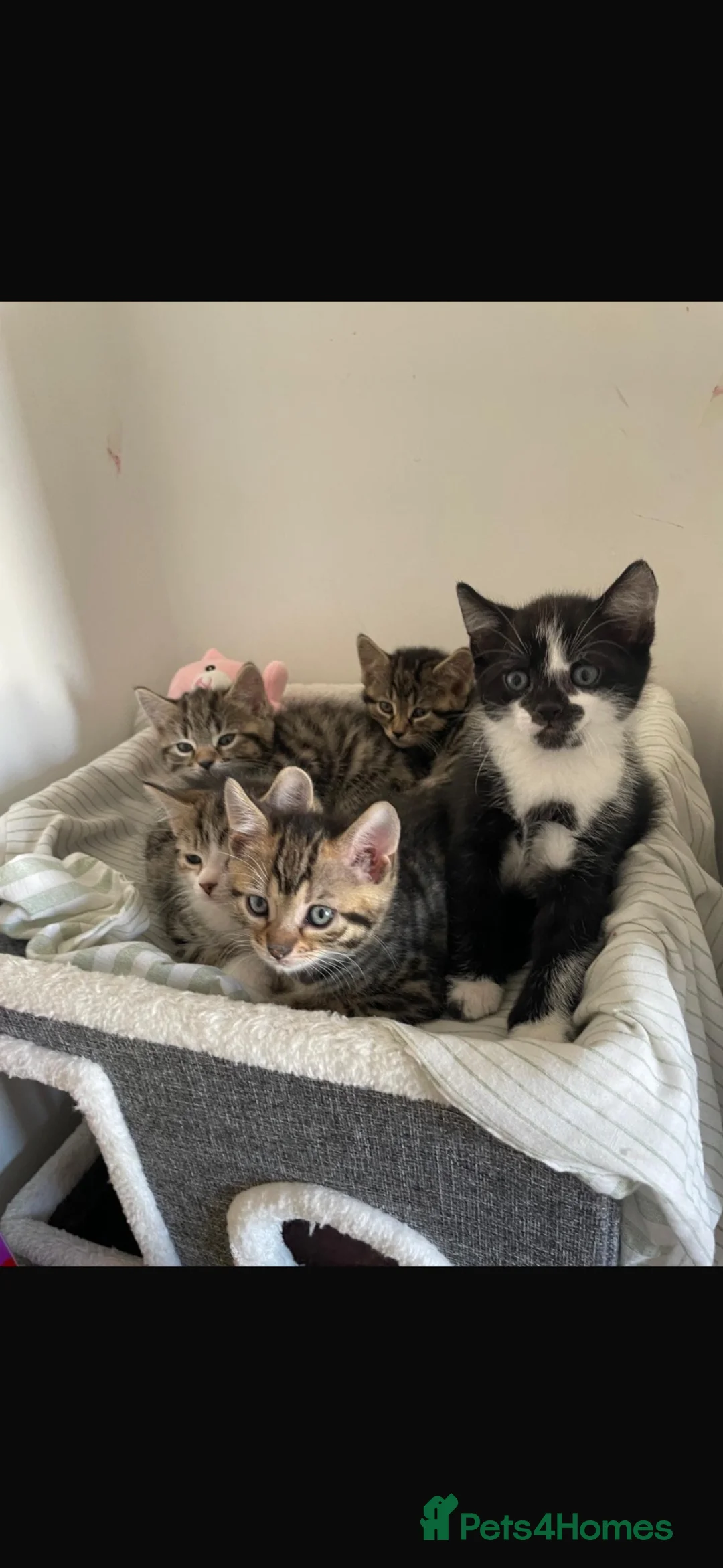 Mixed Breed cats for sale: Mixed breed kittens - Advert 2