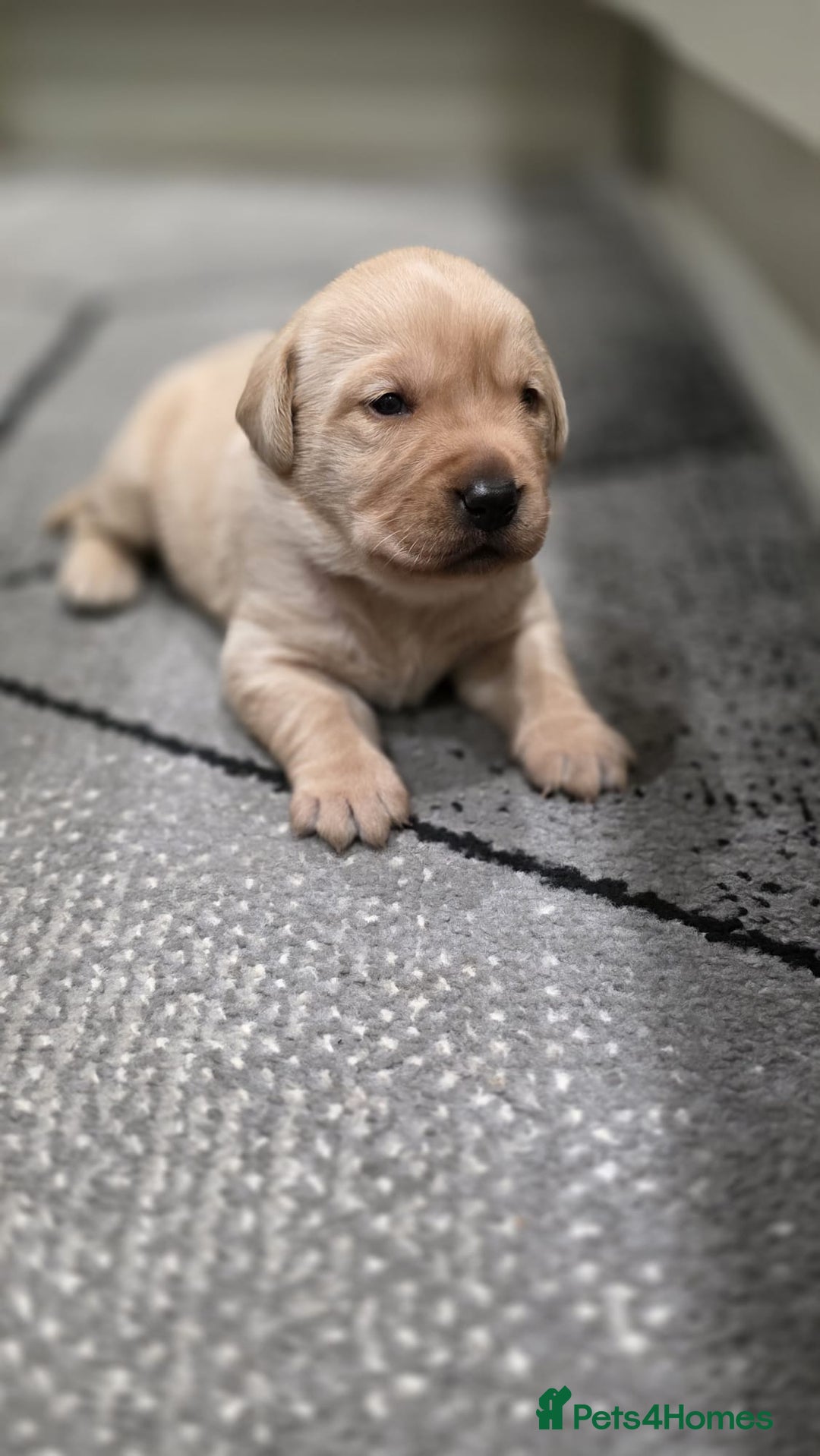 Labrador Retriever dogs for sale: Labrador puppies - Advert 10