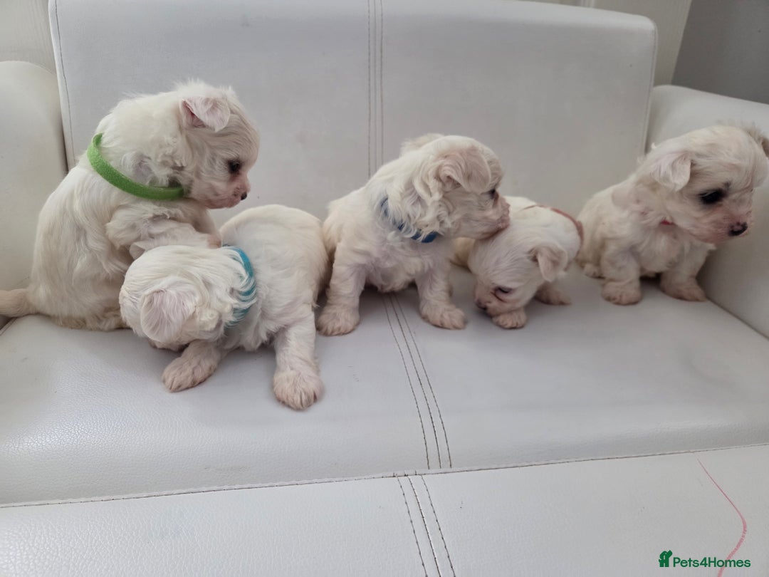 Maltese dogs for sale: Minture Mini Maltese puppies  - Advert 6