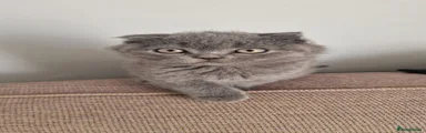 Scottish cat
