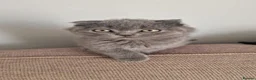 Norwegian Forest Cat cats for sale: British straight-eared, also British lop-eared in London - Advert 5