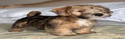 Mixed Breed dogs for sale: Norfolk x Sealyham puppies  - Advert 15