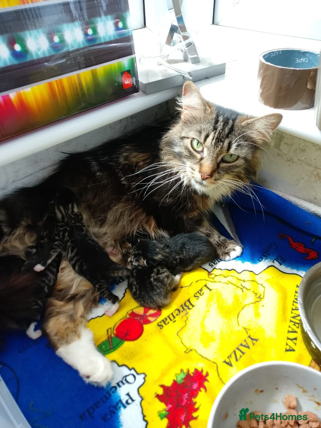 Mixed Breed cats for sale: 4 beautiful kittens  - Advert 16