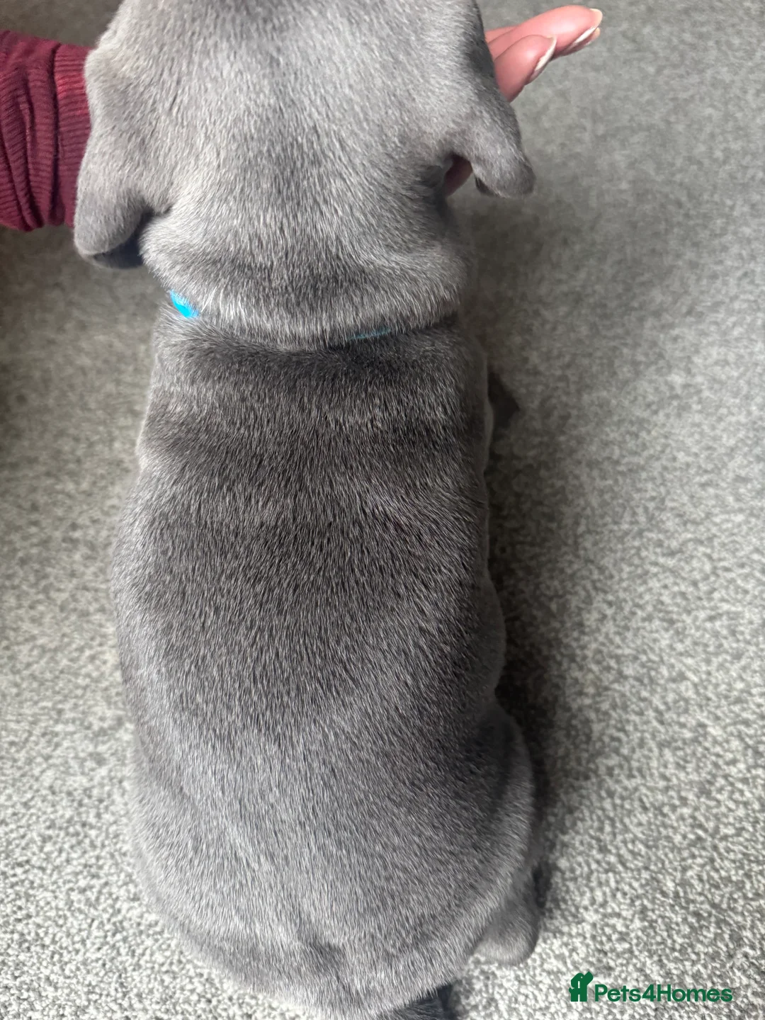 Staffordshire Bull Terrier dogs for sale: Stunning pure blue staffy pups 💙🩷 - Advert 5