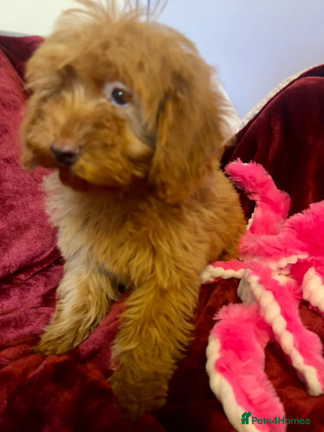 Cockapoo dogs for sale: Stunning fox red cockapoo puppies PRA Clear  - Advert 11