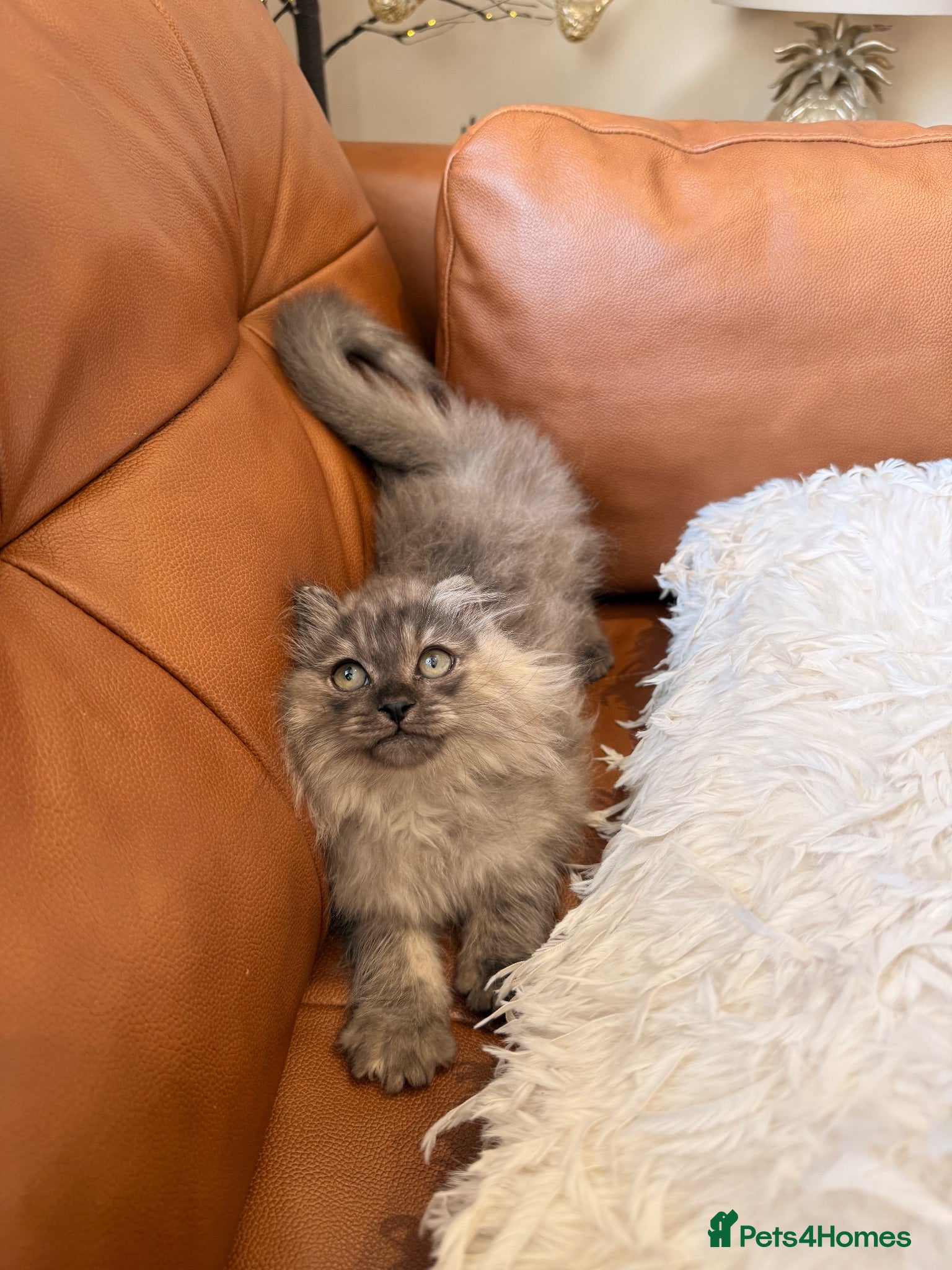 Scottish Fold cats Fluffy short legs show quality kittens available - Advert 2