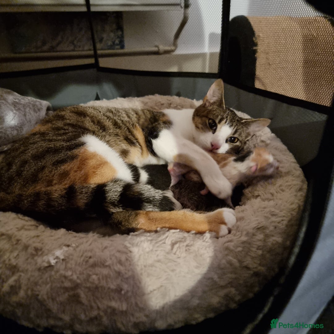 Mixed Breed cats for sale: Kittens - Image 7