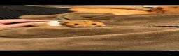 Hamster rodents for sale: Syrian hamsters babies in Clacton-on-Sea - Advert 2