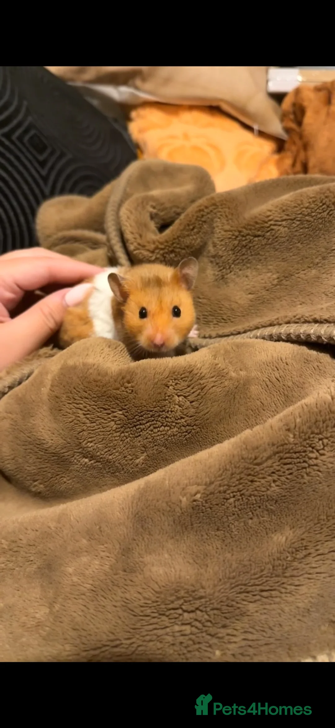 Hamster rodents for sale: Syrian hamsters babies in Clacton-on-Sea - Advert 2