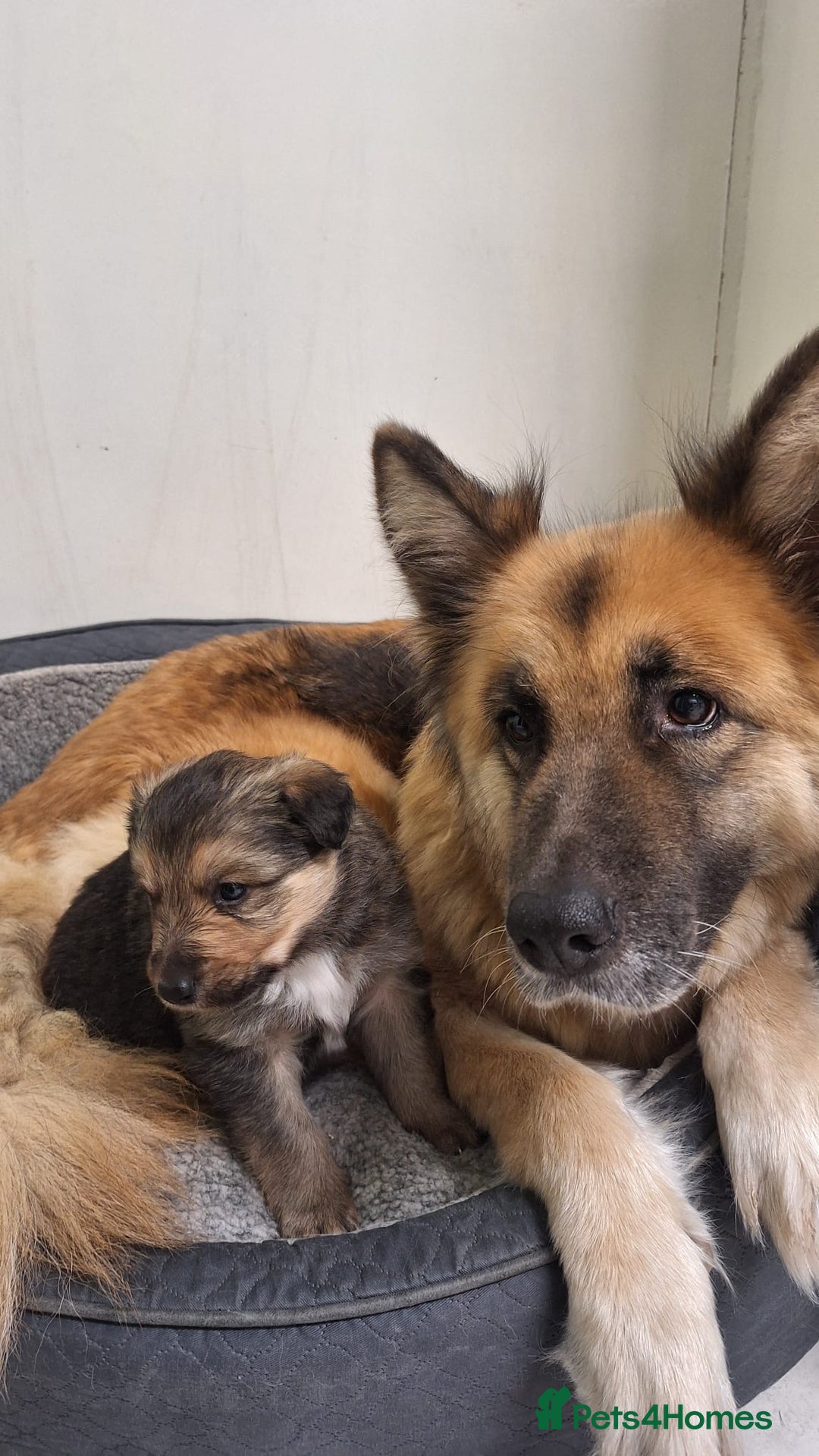 Mixed Breed dogs for sale: Shollie Pup - Advert 1