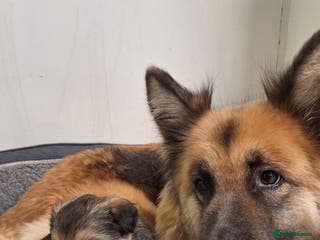 Mixed Breed dogs Shollie Pup - Advert 16