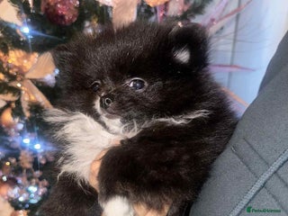 Pomeranian dogs Pomeranian puppies - Advert 2