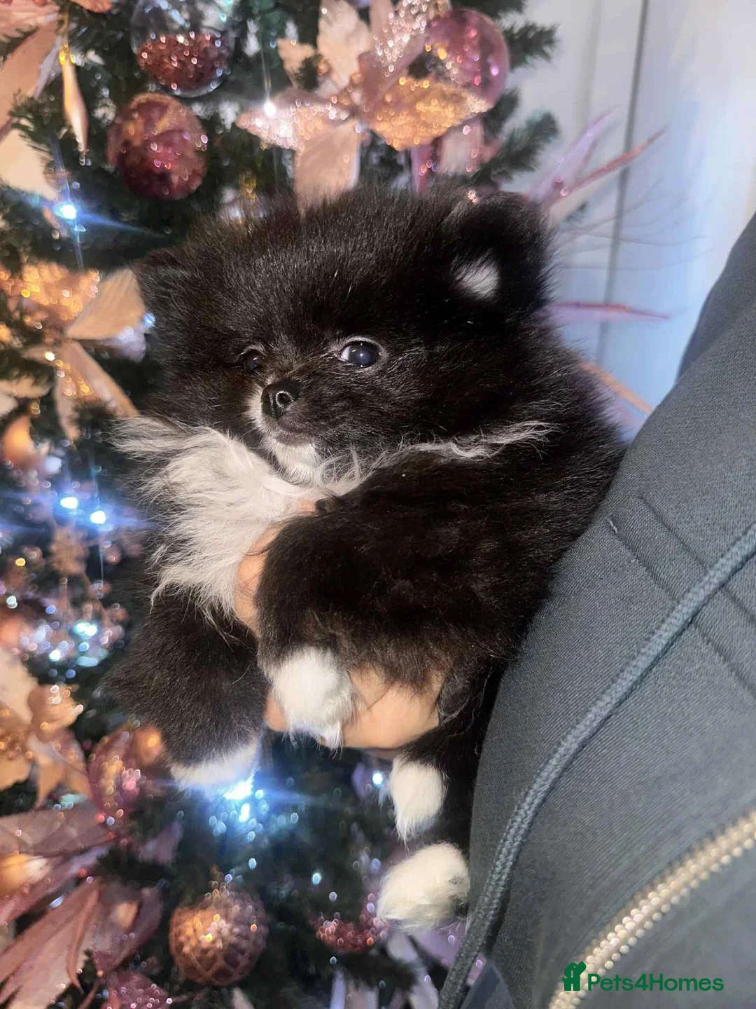 Pomeranian dogs for sale:  Pomeranian puppies  - Advert 1