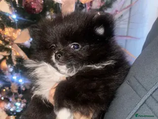 Pomeranian dogs Pomeranian puppies - Advert 14