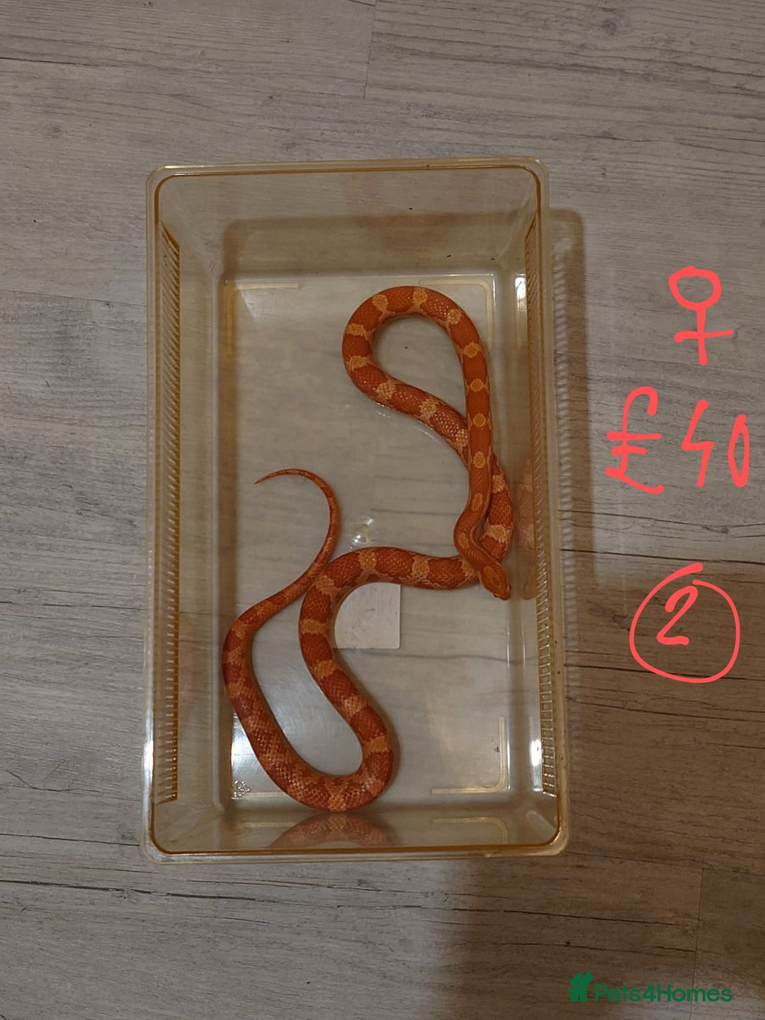 Snake reptiles for sale: My collection of corn snakes. - Advert 24