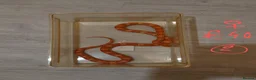 Corn Snake reptiles for sale: Corn snake - Advert 22
