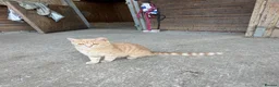Mixed Breed cats for sale: Rare coloured kittens - Advert 1