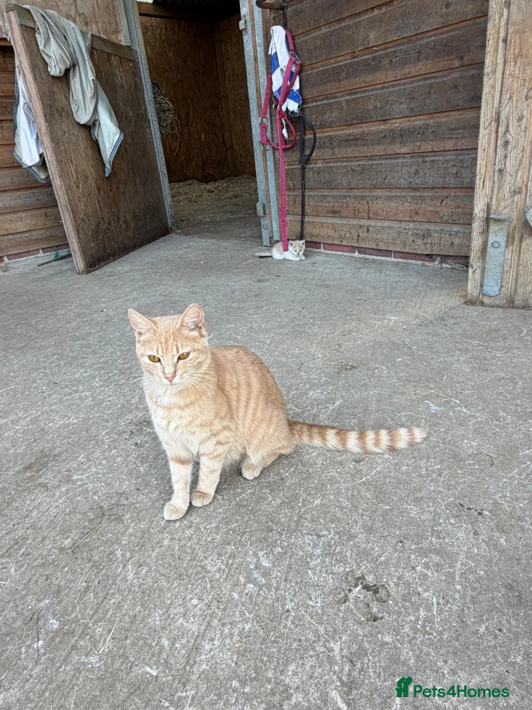 Mixed Breed cats for sale: Rare coloured kittens - Advert 1